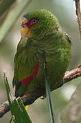 White-fronted Amazon