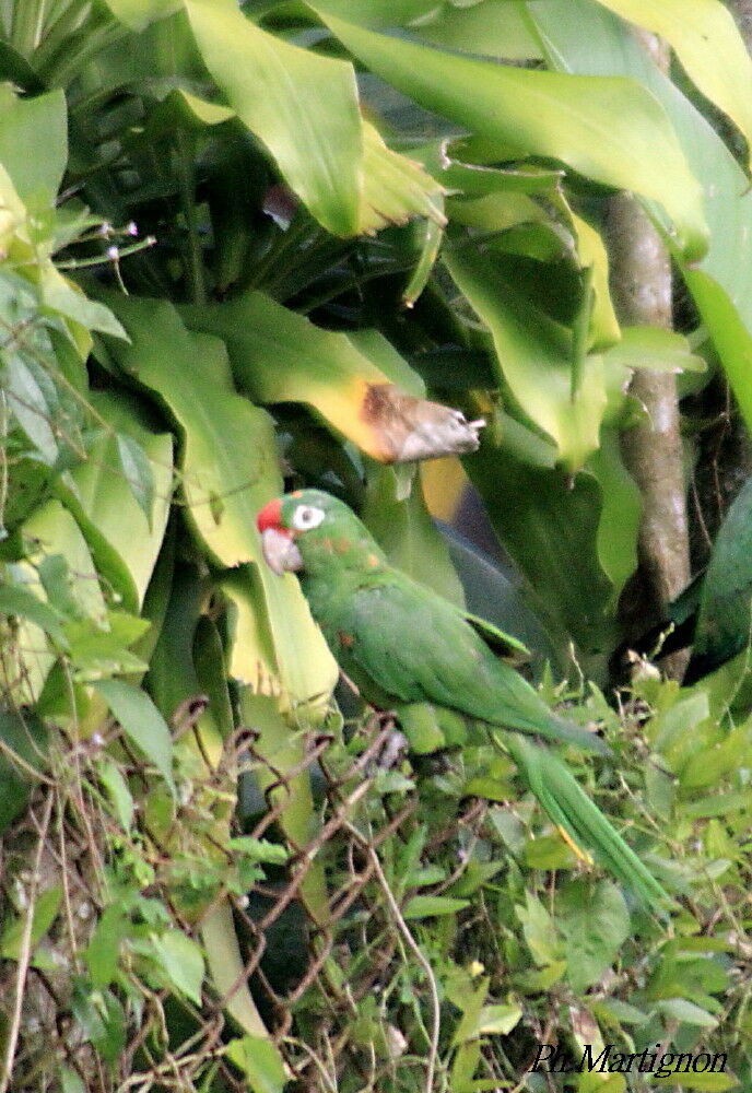 Red-lored Amazon