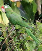 Amazone à lores rouges