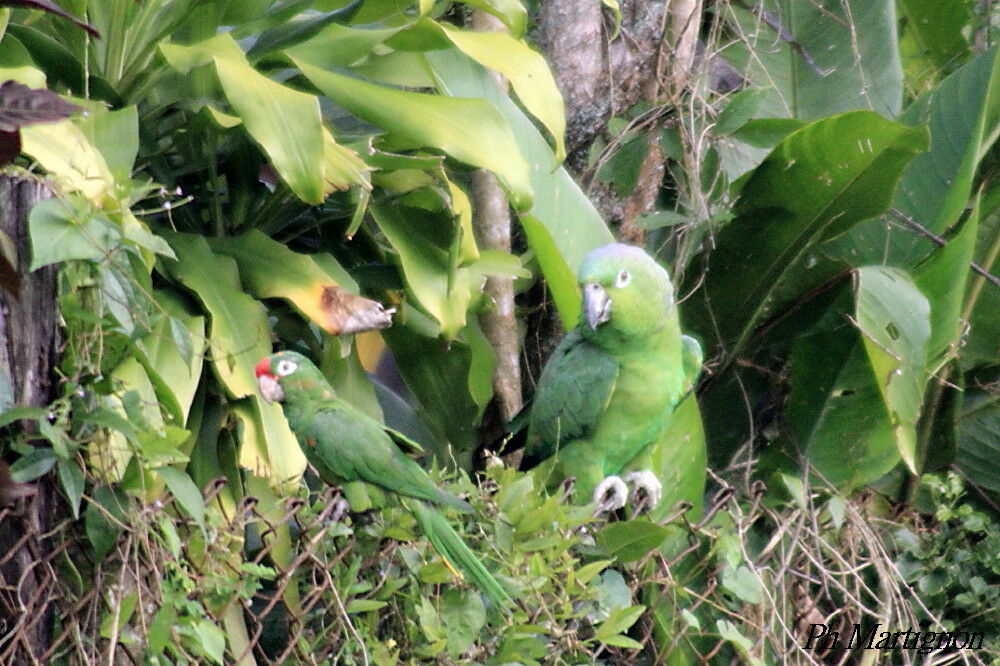 Amazone à lores rouges