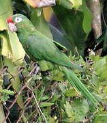 Red-lored Amazon