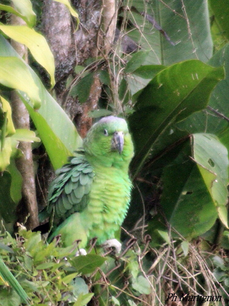 Southern Mealy Amazon