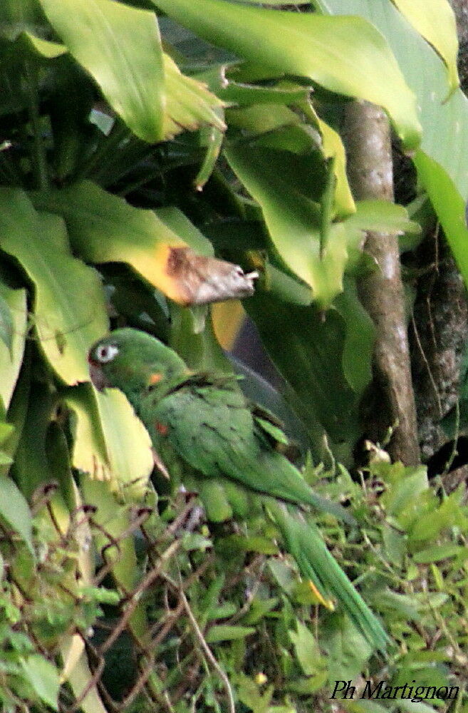 Southern Mealy Amazon