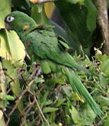 Southern Mealy Amazon