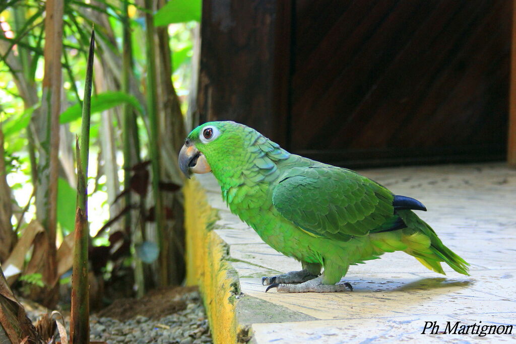 Southern Mealy Amazon