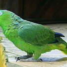 Amazone poudrée