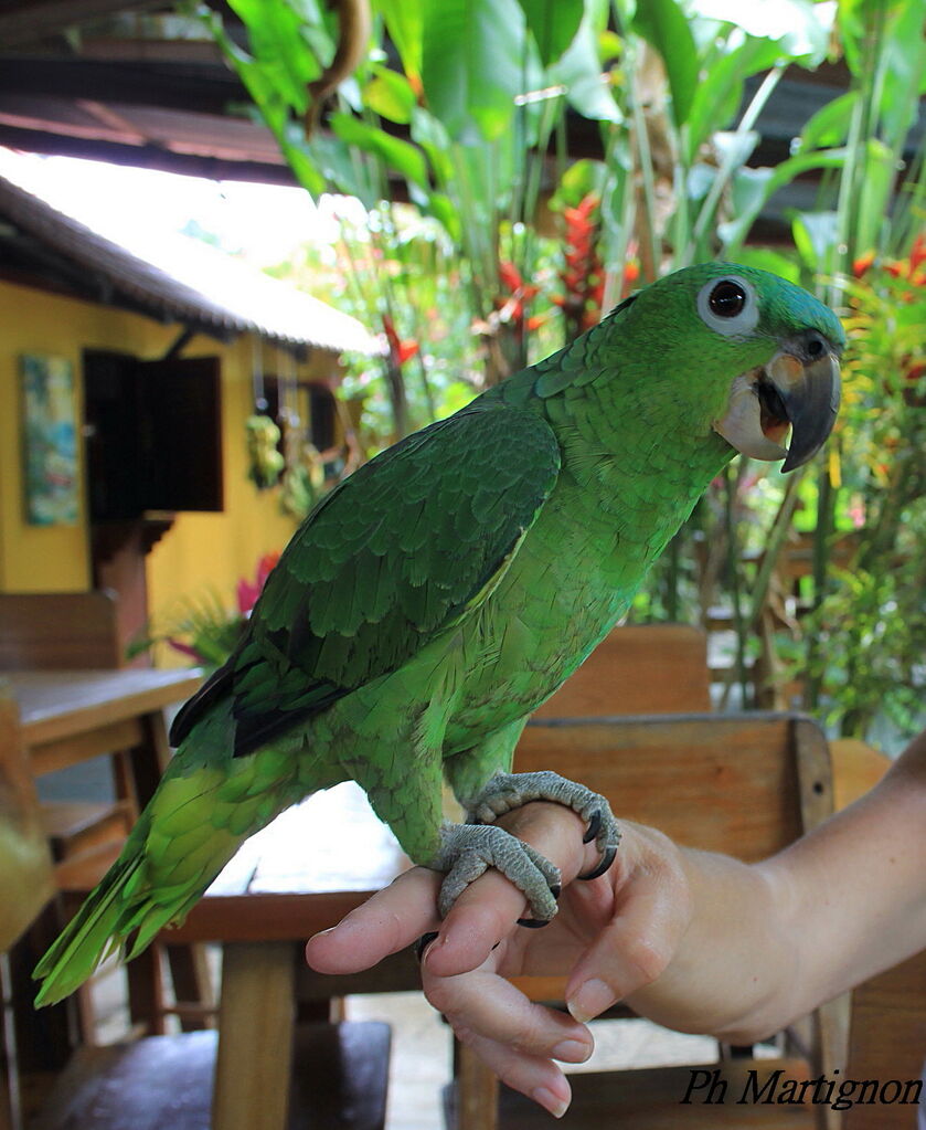 Amazone poudrée