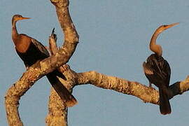 Anhinga d'Amérique