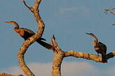 Anhinga d'Amérique