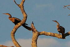 Anhinga d'Amérique