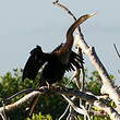 Anhinga d'Amérique