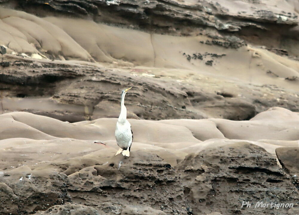 Anhinga d'Australie