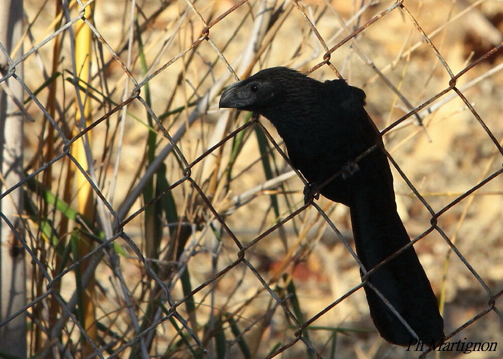 Groove-billed Ani, identification