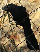 Groove-billed Ani