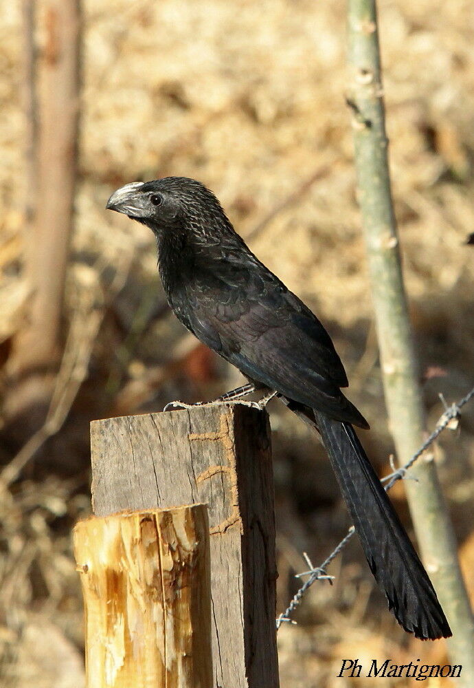 Ani à bec cannelé, identification