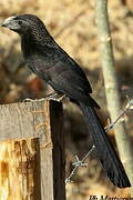 Groove-billed Ani