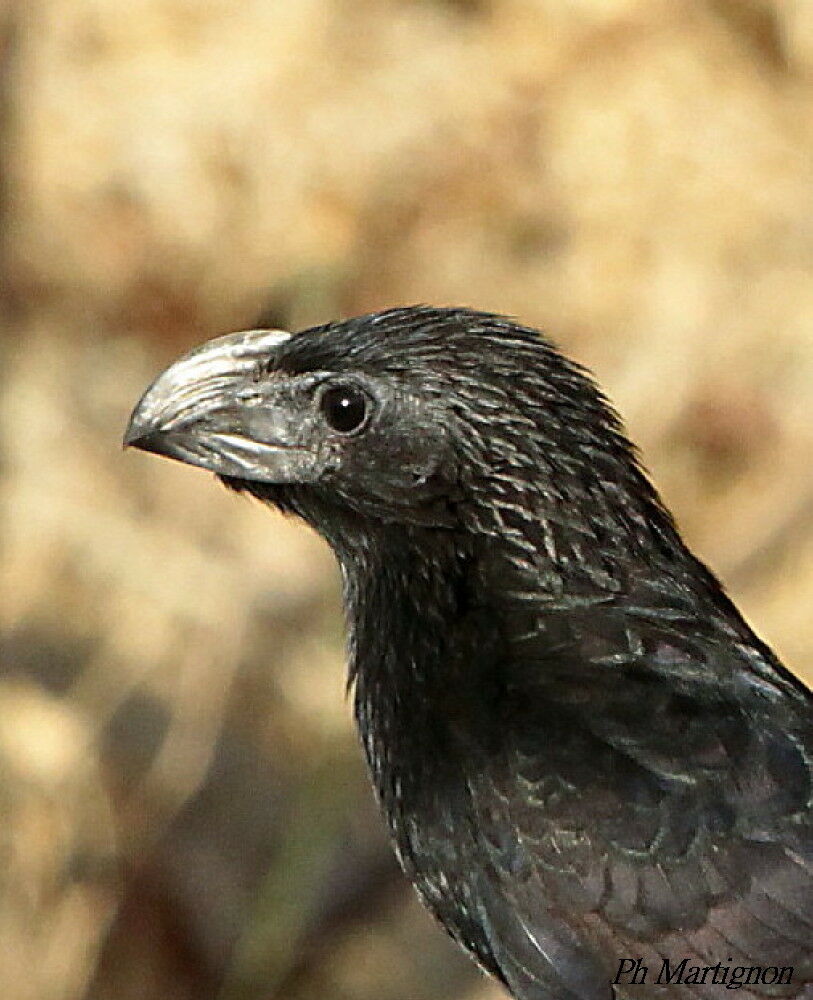 Groove-billed Ani, identification