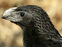 Groove-billed Ani