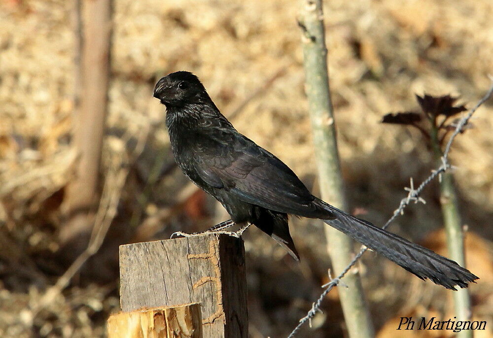 Groove-billed Ani, identification