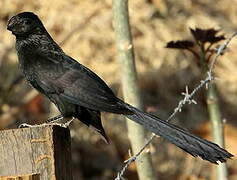 Groove-billed Ani