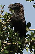 Smooth-billed Ani