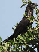 Smooth-billed Ani