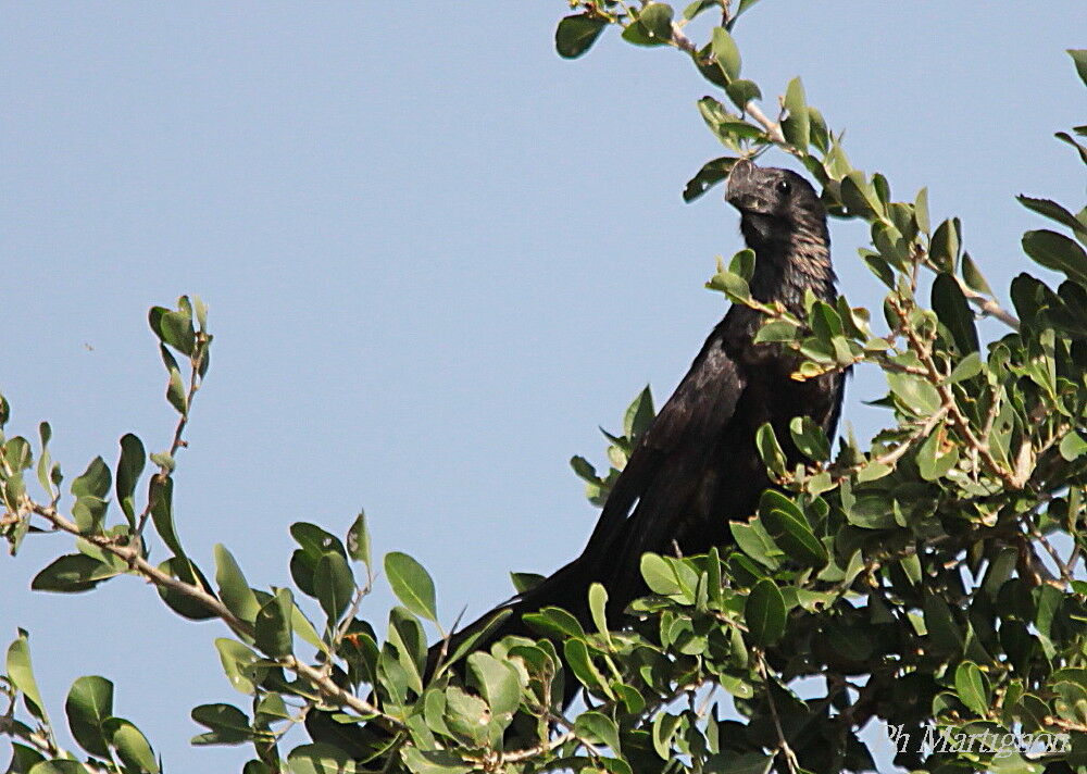 Smooth-billed Ani, identification