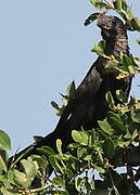 Smooth-billed Ani