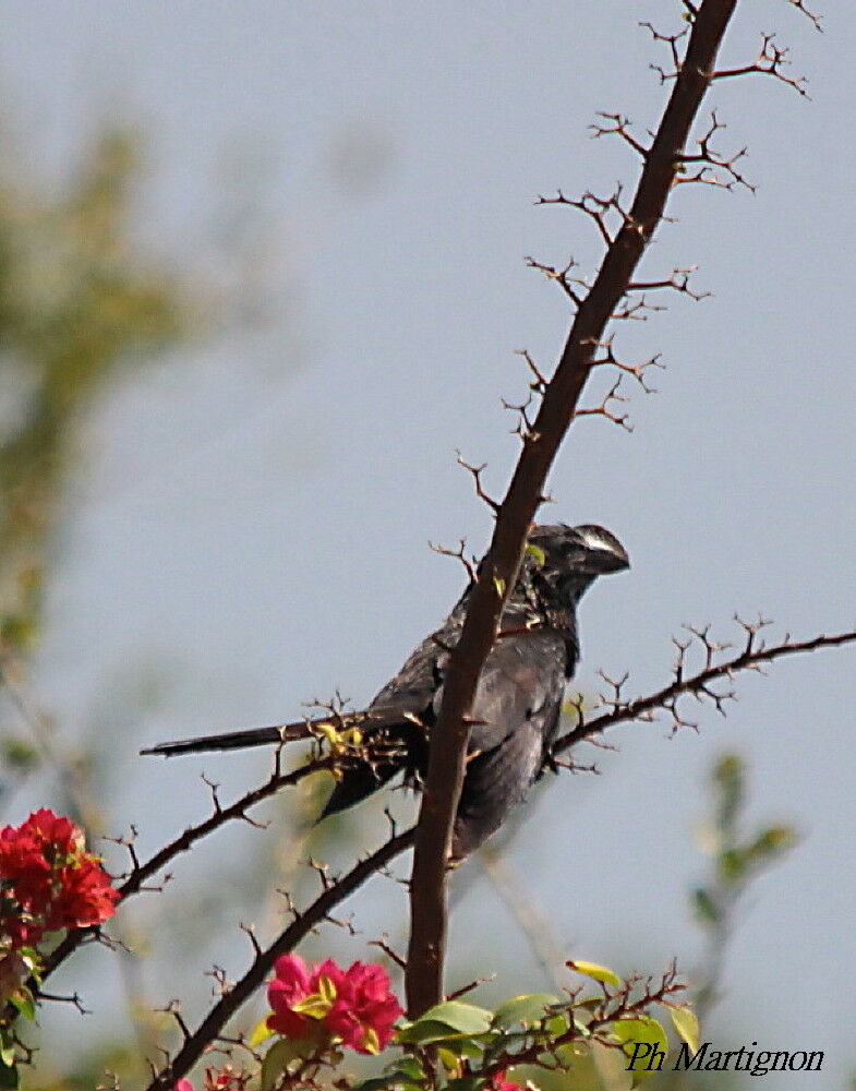 Smooth-billed Ani, identification