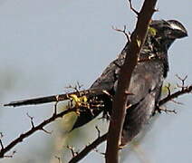 Smooth-billed Ani