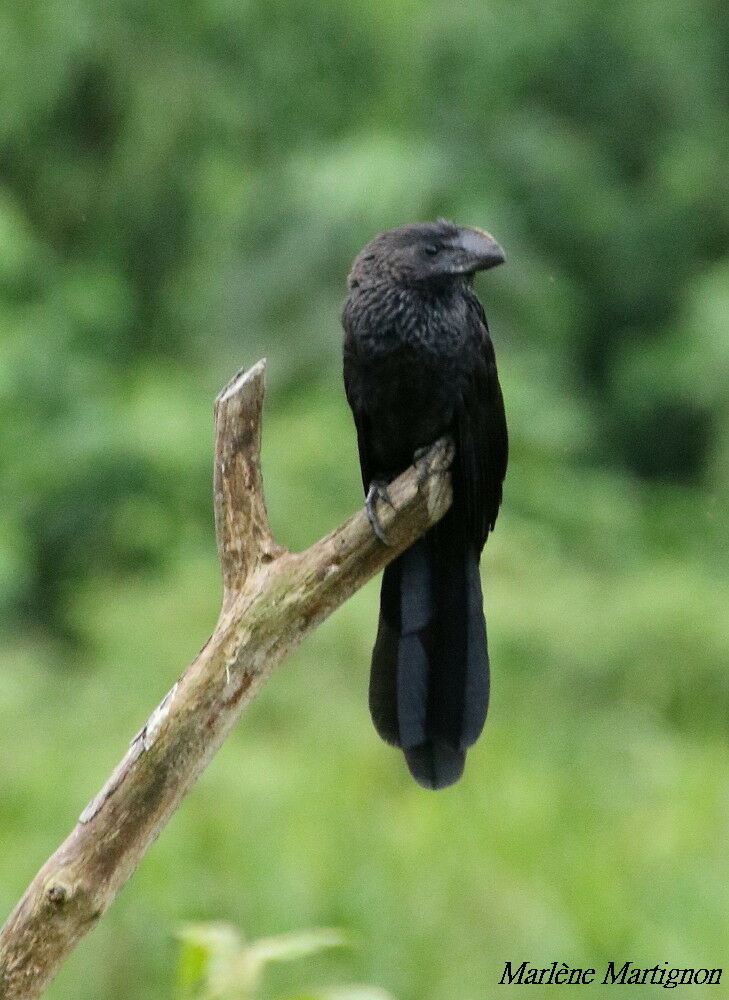 Smooth-billed Ani, identification