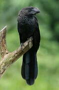 Smooth-billed Ani