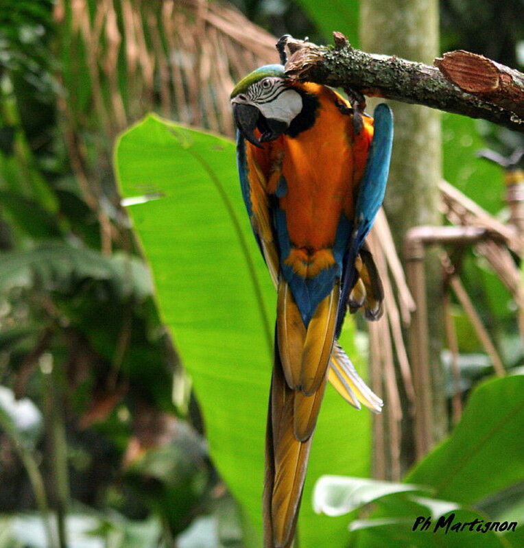 Blue-and-yellow Macaw