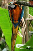 Blue-and-yellow Macaw