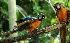 Blue-and-yellow Macaw