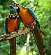 Blue-and-yellow Macaw