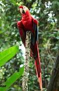 Scarlet Macaw