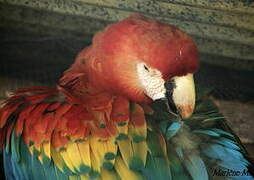 Scarlet Macaw