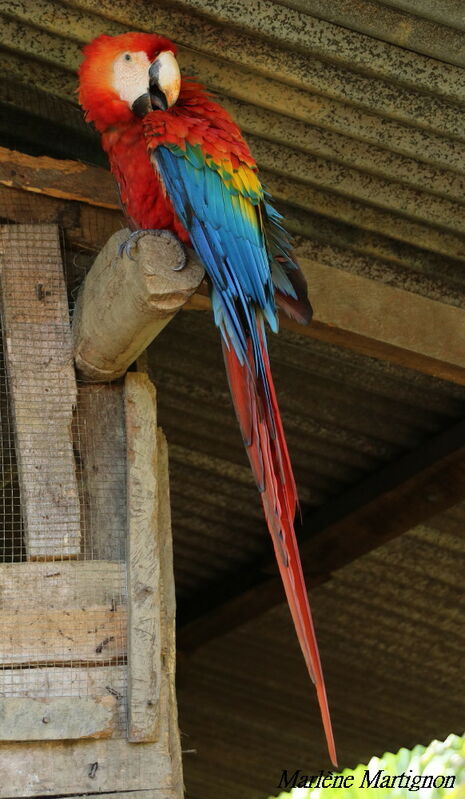 Scarlet Macaw, identification