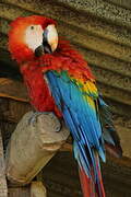 Scarlet Macaw