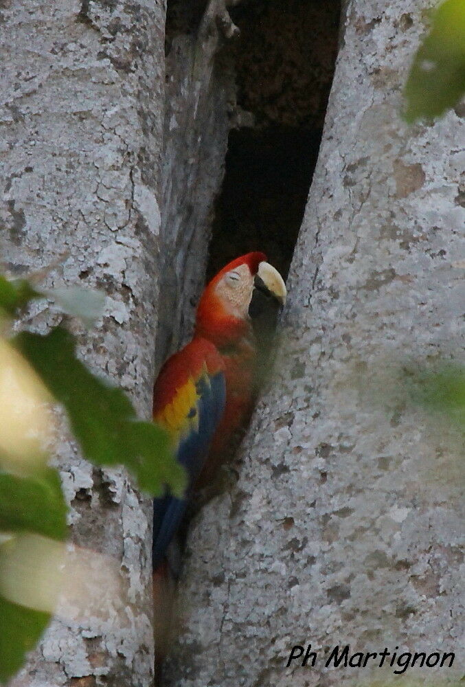 Ara rouge, identification