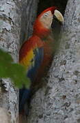 Scarlet Macaw