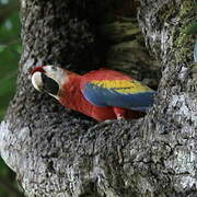 Scarlet Macaw