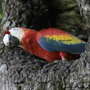 Scarlet Macaw