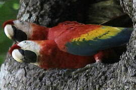 Scarlet Macaw