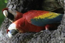 Scarlet Macaw