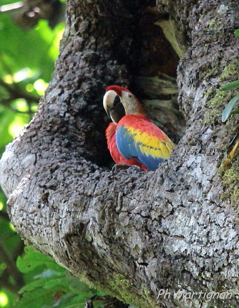 Ara rouge, identification