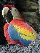 Scarlet Macaw