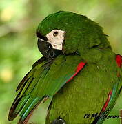 Chestnut-fronted Macaw