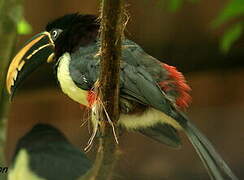 Black-necked Aracari